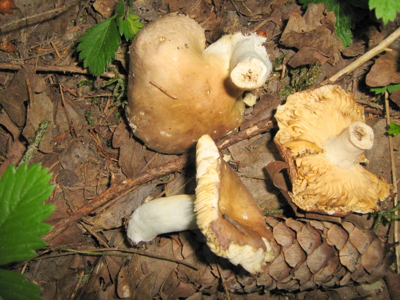Funghi da Le Piastre